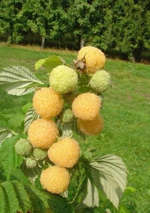 GELE FRAMBOOS - fruit - planten, Tuin en Terras, Planten | Tuinplanten, Vaste plant, Fruitplanten, Halfschaduw, Lente, Ophalen