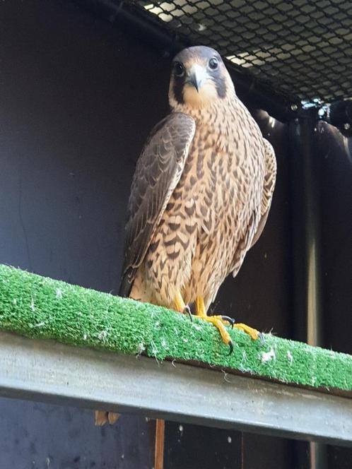 Slechtvalk, Dieren en Toebehoren, Vogels | Overige Vogels, Roofvogel, Mannelijk, Geringd