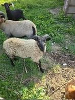 Schapen te koop., Dieren en Toebehoren, Schapen, Geiten en Varkens