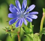 Chicorei met fel blauwe bloemen, Tuin en Terras, Planten | Tuinplanten, Overige soorten, Volle zon, Vaste plant, Ophalen of Verzenden