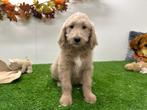 Labradoodle pups, Dieren en Toebehoren, België, 8 tot 15 weken, CDV (hondenziekte), Groot