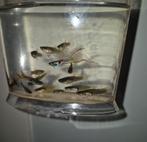 50 endlers en 5 koi zwaarddragers