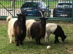 Prachtige Walliser geiten, Animaux & Accessoires, Moutons, Chèvres & Cochons