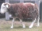ram 45 kg 10 maand