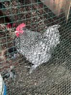 Haan Mechelse Koekoek, Dieren en Toebehoren, Pluimvee, Mannelijk, Kip