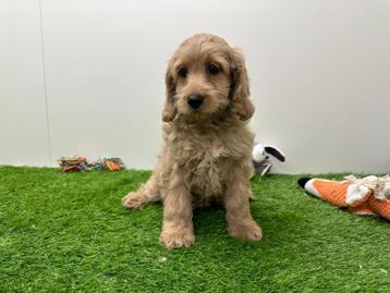 Cockapoo pups beschikbaar voor biedingen