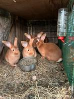 Vaal van bourgondie konijnen te koop, Animaux & Accessoires, Lapins