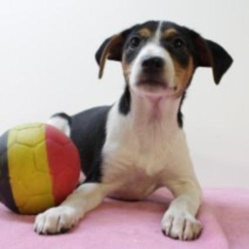 Belgische Fox (Boerenfox) pups te koop, Dieren en Toebehoren, Honden | Jack Russells en Terriërs, Meerdere dieren, Overige rassen