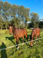 1 jaarling & 2 2jarige, Dieren en Toebehoren, Paarden, Merrie, Onbeleerd, Springpaard, 0 tot 2 jaar