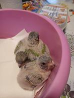 Grijseroodstaarten en bonte boeren