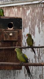Bergparkieten, Dieren en Toebehoren, Dwergpapegaai of Agapornis, Geringd