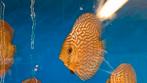 Red turquoise discus, Dieren en Toebehoren