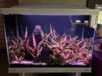 Aquarium 105L Aquascape Set, Ophalen, Gebruikt, Gevuld zoetwateraquarium