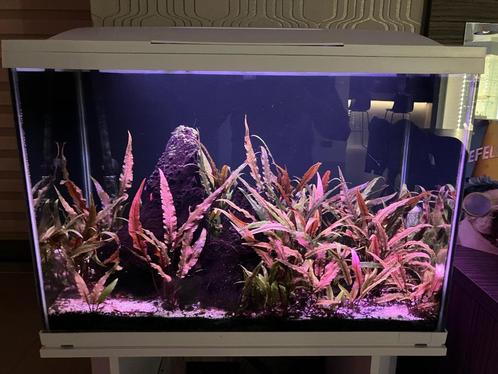 Aquarium 105L Aquascape Set, Dieren en Toebehoren, Vissen | Aquaria en Toebehoren, Gebruikt, Gevuld zoetwateraquarium, Ophalen