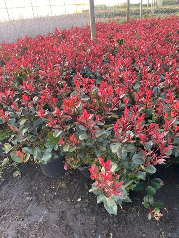 Photinia red robin beschikbaar voor biedingen
