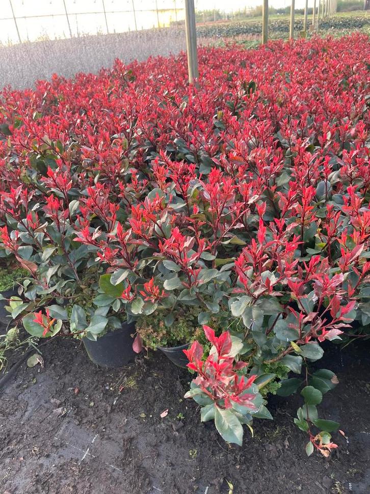 Photinia red robin, Tuin en Terras, Planten | Struiken en Hagen, Ophalen