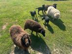 Kudde  Ouessantschaap  schapen te koop., 0 tot 2 jaar