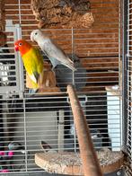 Koppeltje fisherie dwergpapegaaien, Dieren en Toebehoren, Meerdere dieren, Dwergpapegaai of Agapornis, Tam