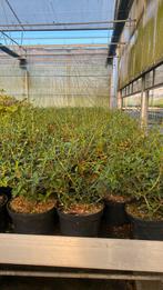 Osmanthus burkwoodii c3L 30/40