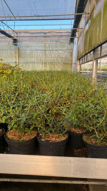 Osmanthus burkwoodii c3L 30/40 beschikbaar voor biedingen