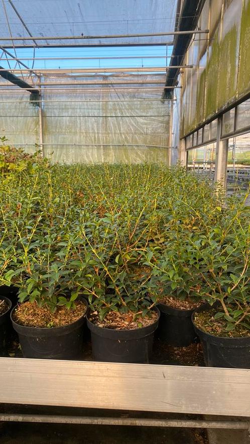 Osmanthus burkwoodii c3L 30/40, Tuin en Terras, Planten | Struiken en Hagen, Ophalen