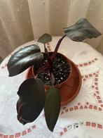 Philodendron Pink Princess, Huis en Inrichting, Kamerplanten, Ophalen, Overige soorten, Halfschaduw, In pot