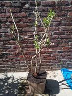 Meiboom, Tuin en Terras, Ophalen