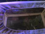 Black mollys en guppys, Dieren en Toebehoren, Ophalen