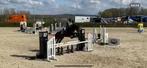Bloedmooie brave talentvolle allround merrie, Dieren en Toebehoren, Merrie