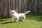 Prachtige Welsh corgi Pembroke pups, België, Overige rassen, CDV (hondenziekte), 8 tot 15 weken