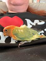 Dwergpapegaai baby’s, Meerdere dieren