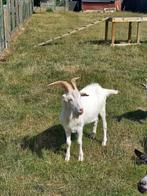 Melkgeiten bok 2024, Dieren en Toebehoren, Schapen, Geiten en Varkens, Mannelijk, Geit, 0 tot 2 jaar