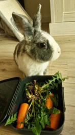 Lief konijn mannetje zoekt nieuw huisje