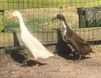 Loopeenden, Dieren en Toebehoren, Pluimvee, Meerdere dieren, Eend