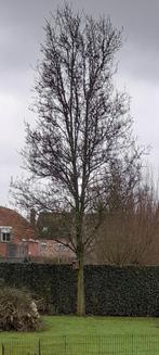brandhout Gratis, Ophalen