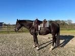 White Star Westernzadel, Dieren en Toebehoren, Ophalen, Western