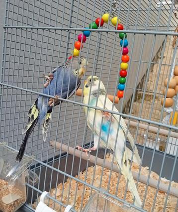Paar parkieten met een prachtige kooi  beschikbaar voor biedingen
