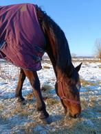 Coaching paard, weide maatje, knuffelpaard, Dieren en Toebehoren, Ophalen