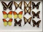 Opgezette VLINDERS, Verzamelen, Ophalen of Verzenden, Nieuw, Insect, Opgezet dier