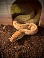 Python regius (Koningspython), Dieren en Toebehoren, Reptielen en Amfibieën, Slang, Tam, 3 tot 6 jaar