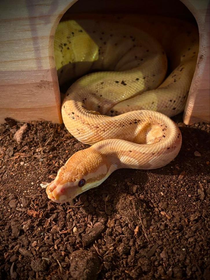 Python regius (Koningspython), Dieren en Toebehoren, Reptielen en Amfibieën, Slang, 3 tot 6 jaar, Tam