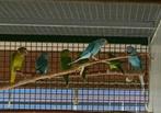 Pruimkopparkiet blauw, Meerdere dieren, Parkiet, Geringd