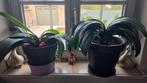 Sint jozefplant 2 stuks met pot en al, Ophalen