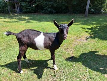 Tam bont melkgeitenbokje, Mâle, Chèvre, 0 à 2 ans