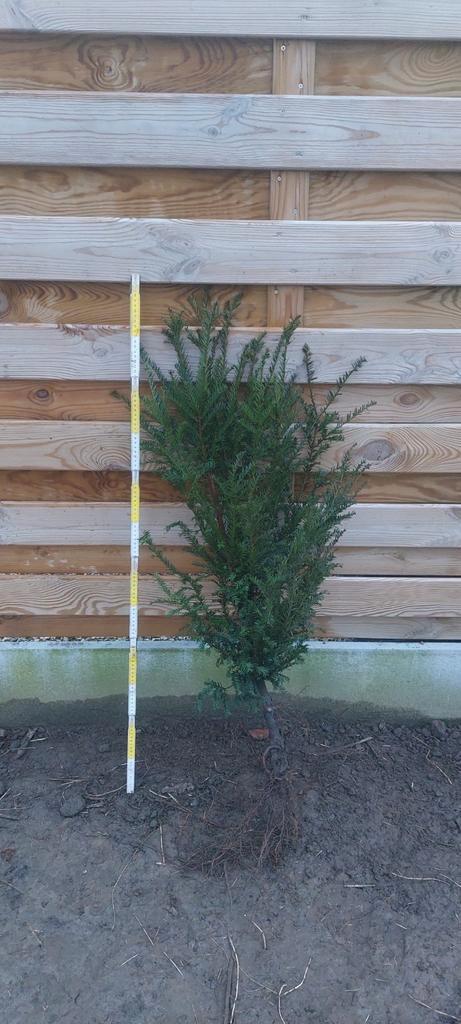 taxus baccata 80/100 cm hoogte in blote wortel., Jardin & Terrasse, Plantes | Arbres, Enlèvement