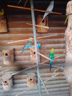 VERSCHILLENDE KLEUREN GRASPARKIETJES met of zonder KOOI, Dieren en Toebehoren, Meerdere dieren, Parkiet, Geringd