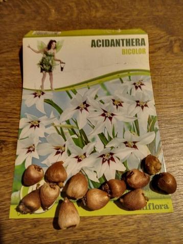 Acidanthera bicolor abessijnse gladiool beschikbaar voor biedingen