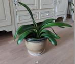 Clivia of Sint Jozefplant, Ophalen of Verzenden