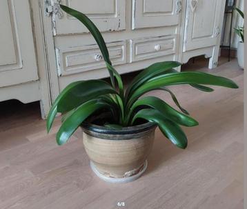 Clivia of Sint Jozefplant beschikbaar voor biedingen