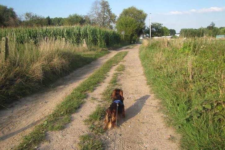 Hondenoppas, Diensten en Vakmensen, Dieren | Honden | Verzorging, Oppas en Les, Particuliere oppas